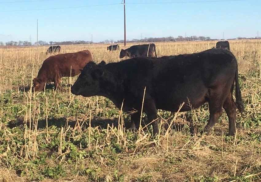 Do cover crops pencil out?