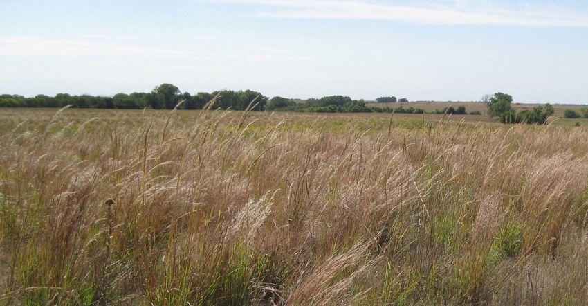CRP field USDA.jpg CRP field USDA.jpg
