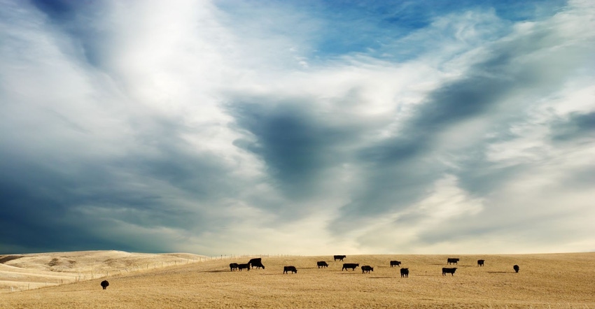 cattle on wheat.jpg cattle on wheat.jpg