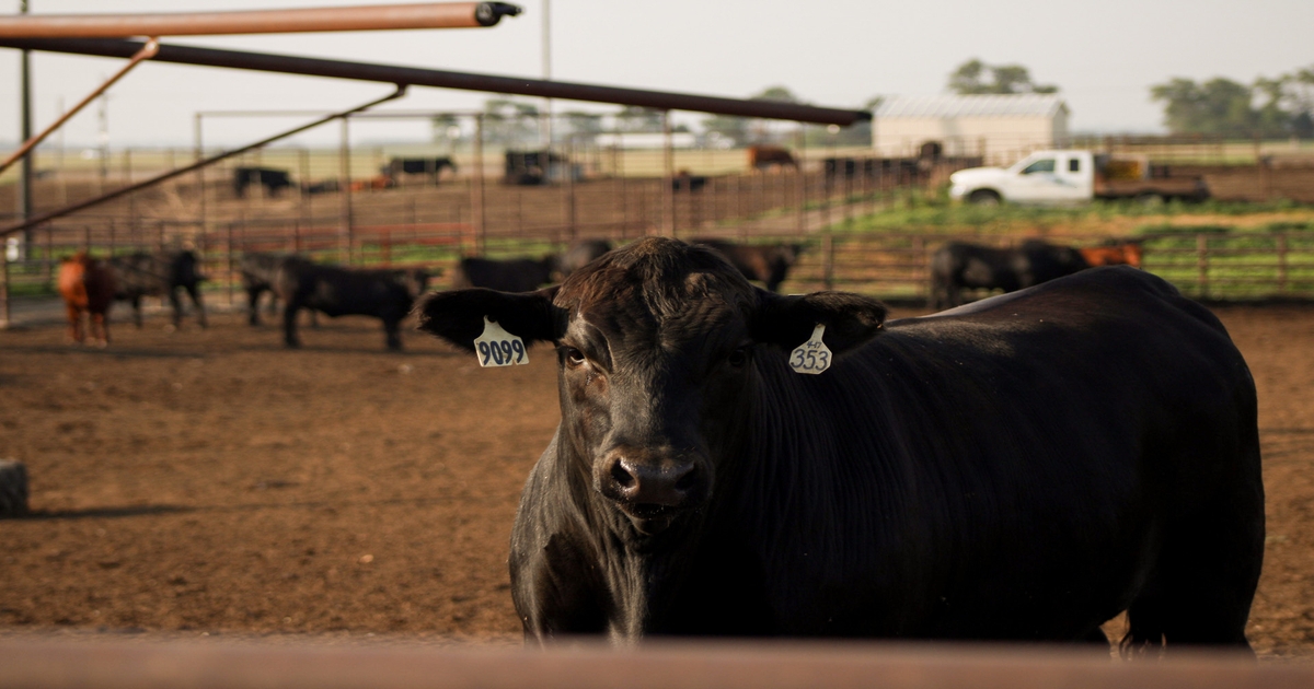 Annual Beef Feedlot Roundtables scheduled across Nebraska