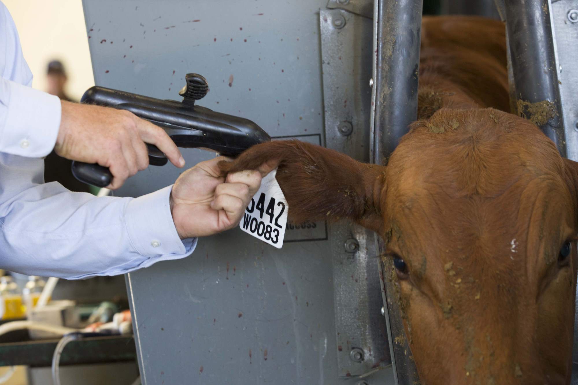 Cattle Implant Gun