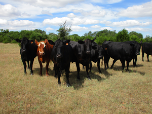 Black cattle grazing