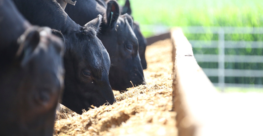 Healthy start equals better performance in the feedyard Healthy start equals better performance in the feedyard
