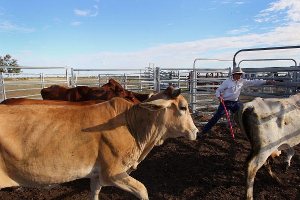 Cattle loss ‘on unprecedented scale’ in Australian flooding 