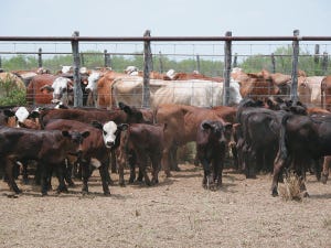 Specialists Provide Advice On Early Weaning Calves