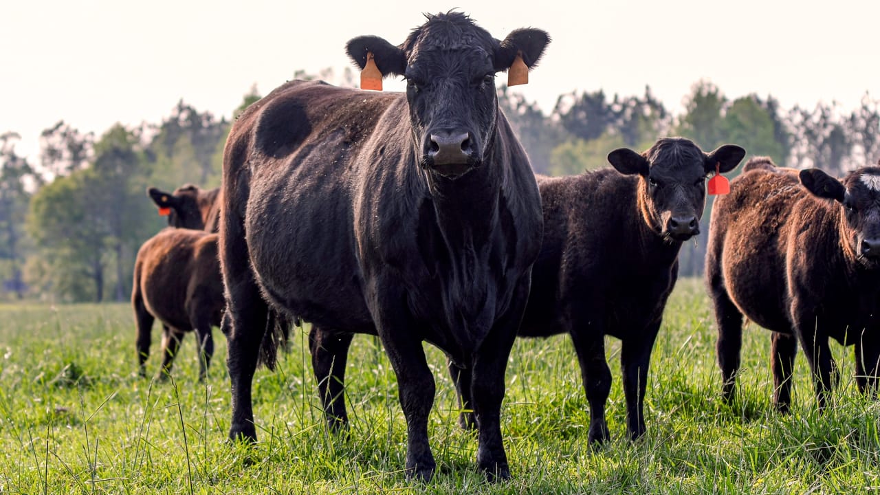 American Angus Association