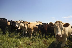 Do heifers have more potential value than steers?