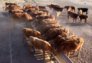 Feeder cattle at a bunk