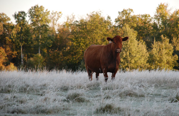 Fall pasture cattle