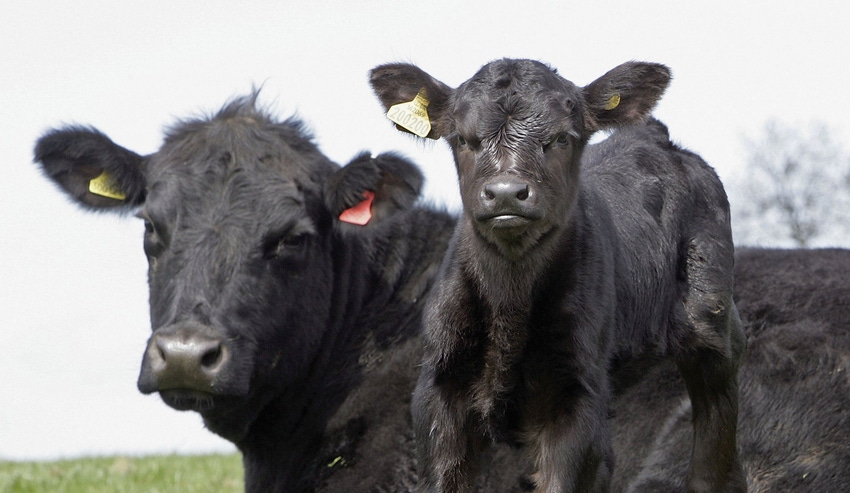9.28 mom cow and calf - Copy_1.jpg 9.28 mom cow and calf - Copy_1.jpg