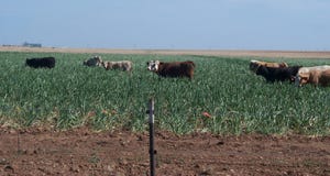 Grazing Series Part 3: Questions to ask before planting cover crops, alfalfa & perennial grasses on irrigated pastures