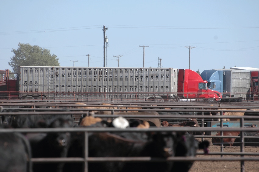 Join the club, buddy; Research shows feedlot cattle stressed out, running on empty, too