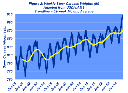 weekly steer carcass weights