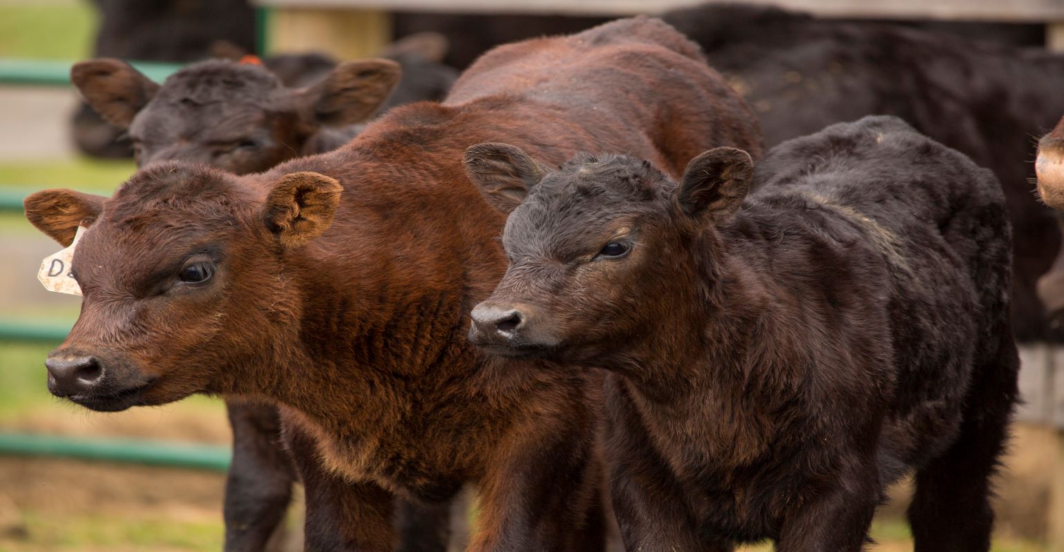 Cattle Marketers Look Ahead At 2024 2025 Beef Population   2 28 22 20calves 20GettyImages 684820368 201 4 