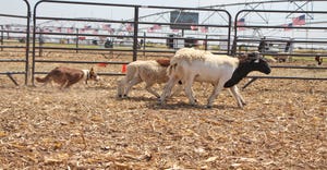 Border collie gathers up a set of sheep during Husker Harvest Days demonstration