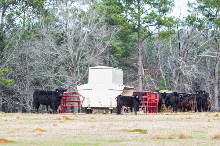 Low feed costs offer increased profit margins