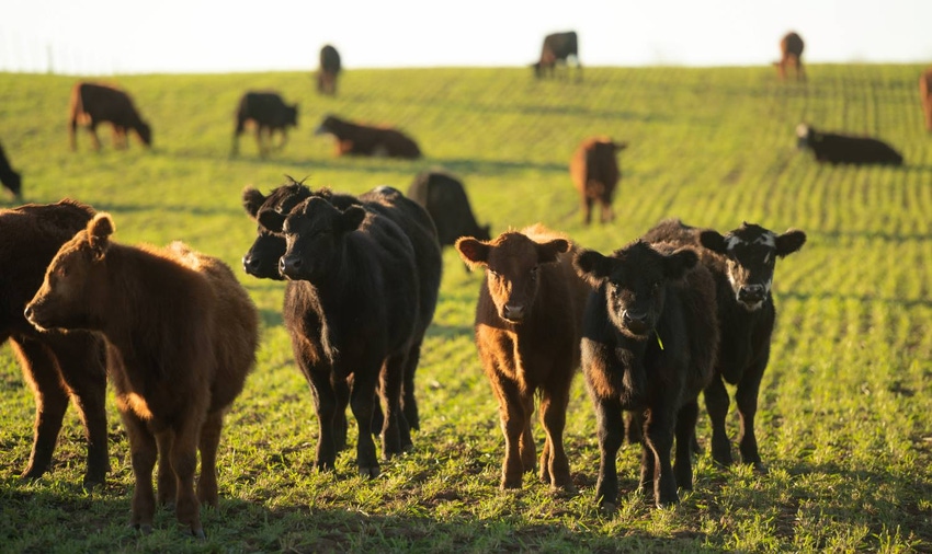 10-22-20 backgrounding calves.jpg 10-22-20 backgrounding calves.jpg