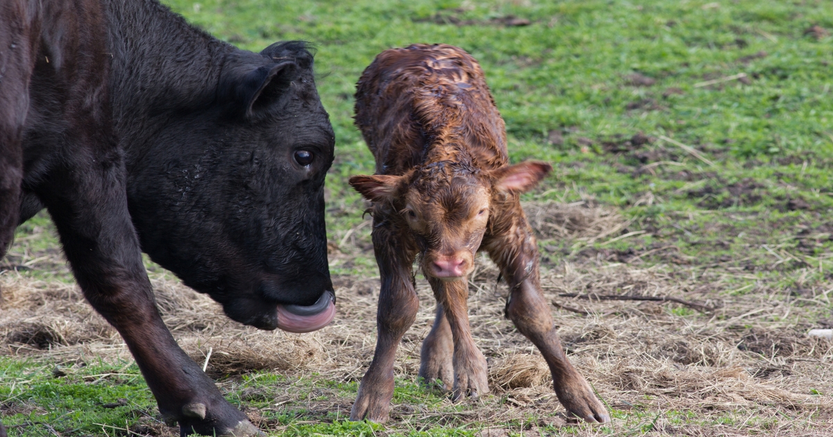 Calf 911 Checklists – Easy Access to Calving Management Tips