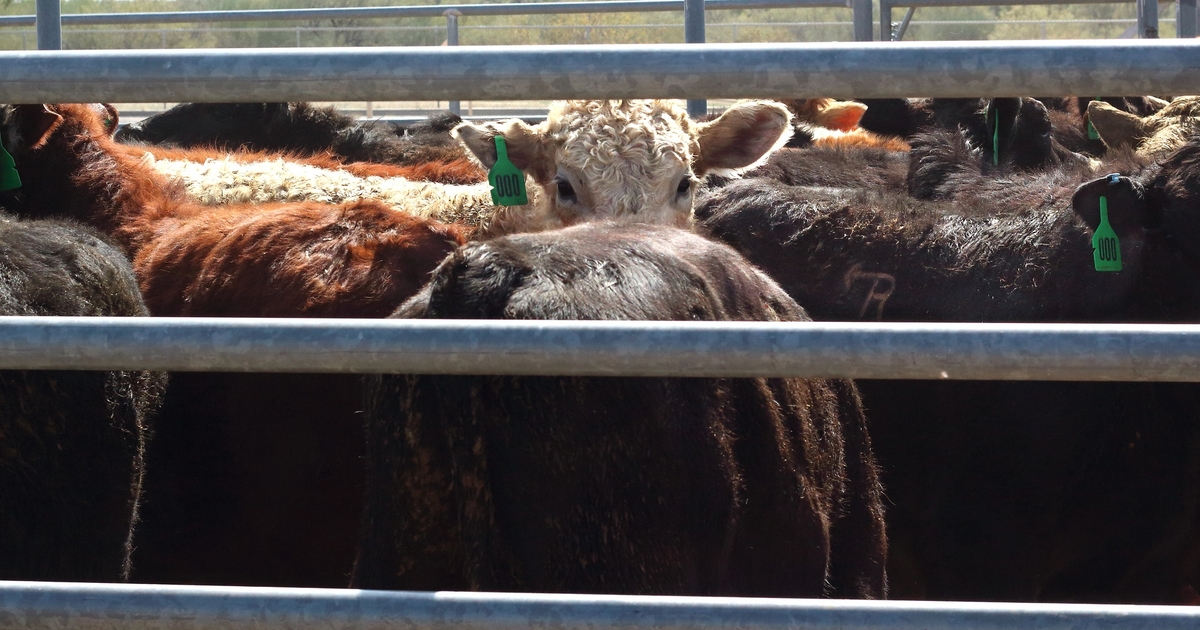 Several factors are driving strong cull cow markets