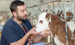Veterinarian and calf
