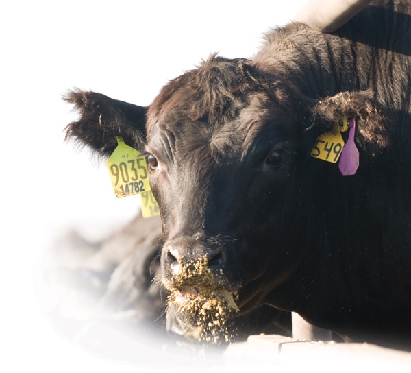 Beef Vet: Start With The End In Mind & Work Backwards Beef Vet: Start With The End In Mind & Work Backwards