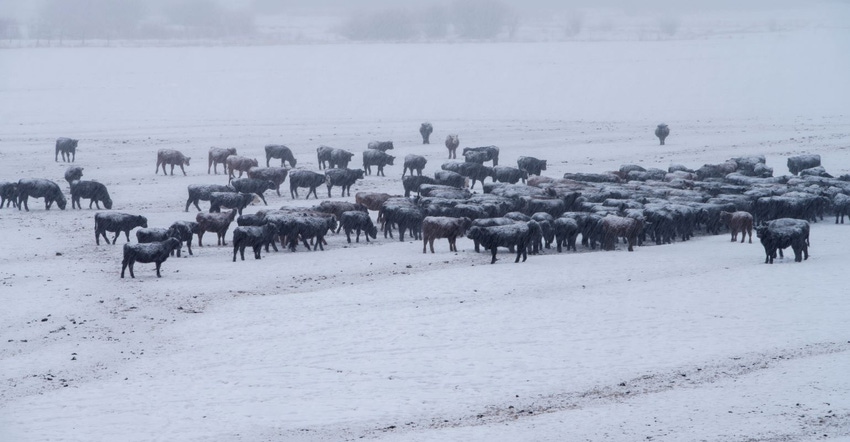 12-22-22 cows in snow GettyImages-1097491036.jpg