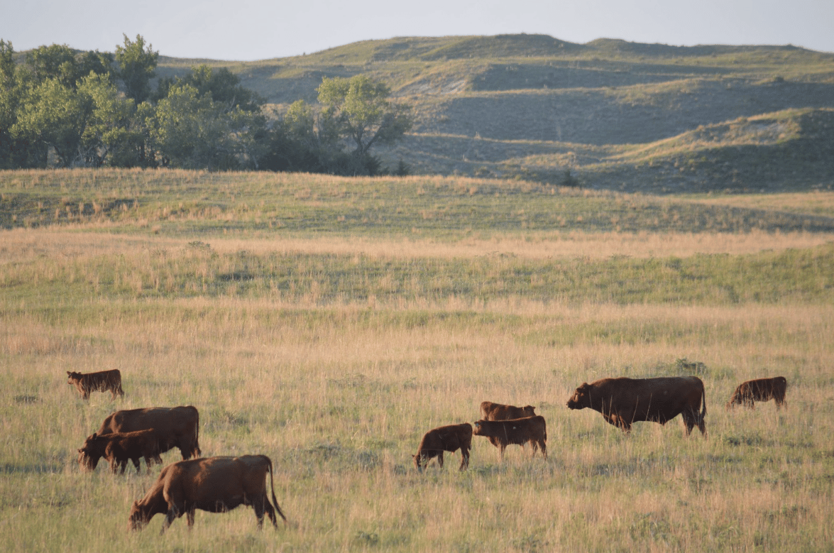 Predicted hot, dry summer could impact forage production - Vimarsana News