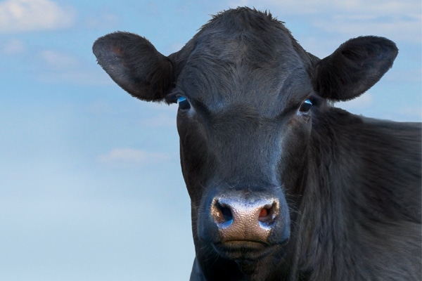 Genomics identifies better heifers for more pounds and better beef Genomics identifies better heifers for more pounds and better beef