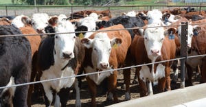cattle in feed pen
