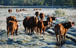 5 Trending Headlines—Castration & Dehorning Guidelines PLUS, Why Leasing Winter Pasture Pays