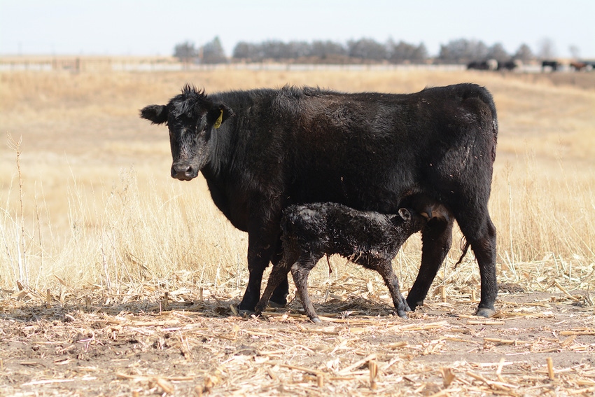 Colostrum and calves: Milk it for all its worth