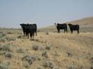 cattle rangeland