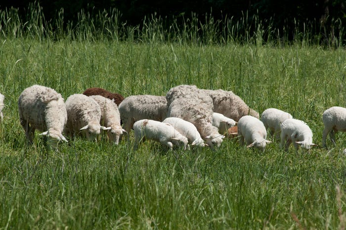 flock-of-sheep-5709021484_24c3d7cc08_b.jpg