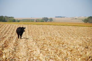 Management Tips For Grazing Corn Stalks As Cattle Feed