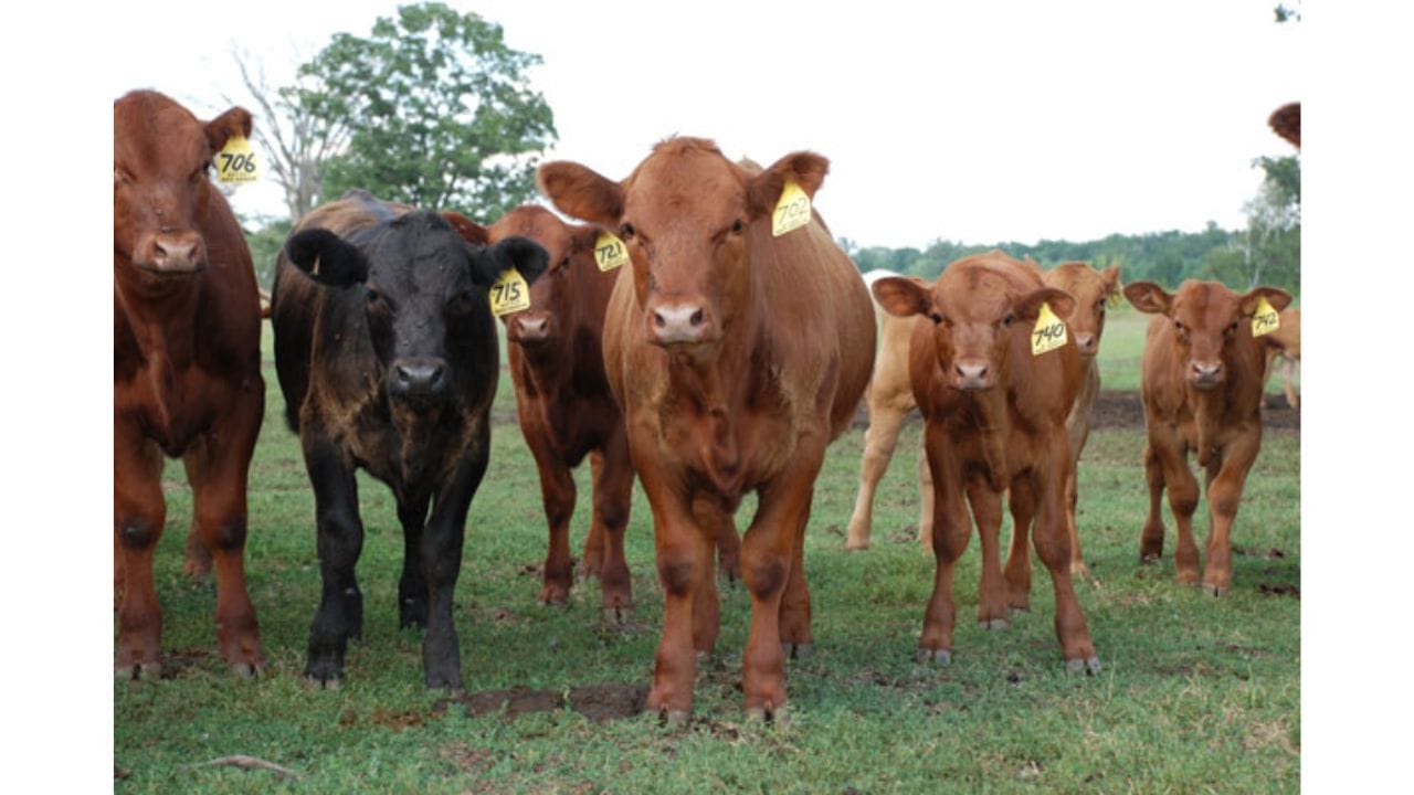 Stocker Operations Texas A&M AgriLife builds beef cattle efficiency