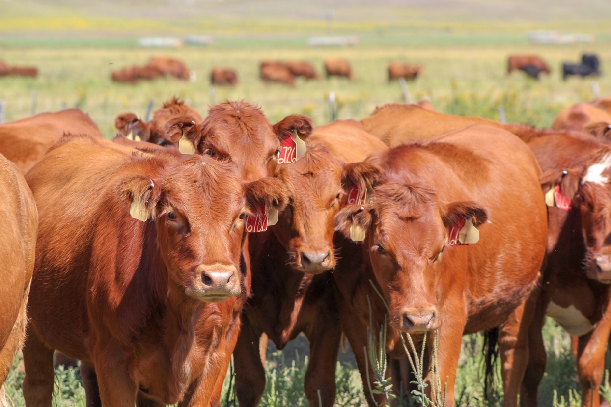 Use heifer pre-breeding exams as a culling tool and to prepare for breeding season - Vimarsana News