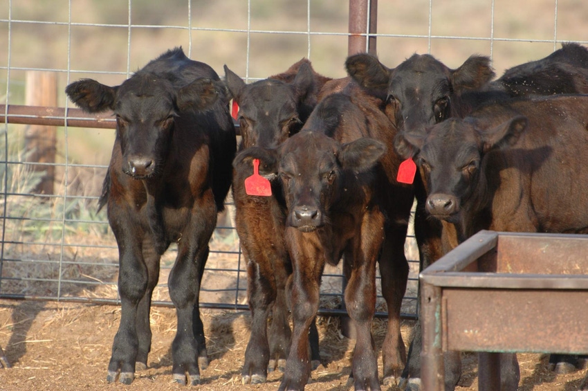 Why persistence in finding and culling PI-BVD cattle is important
