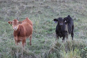 Studies demonstrate how cattle grazing reduces wildfire risk