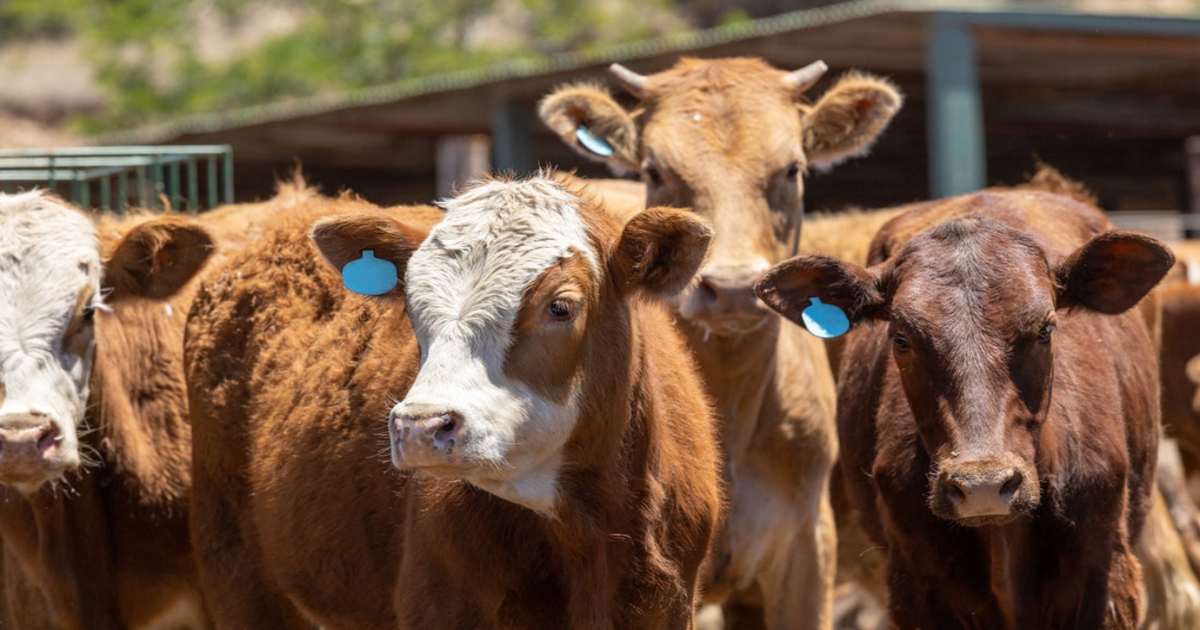 Supply-side factors at play in the cattle sector
