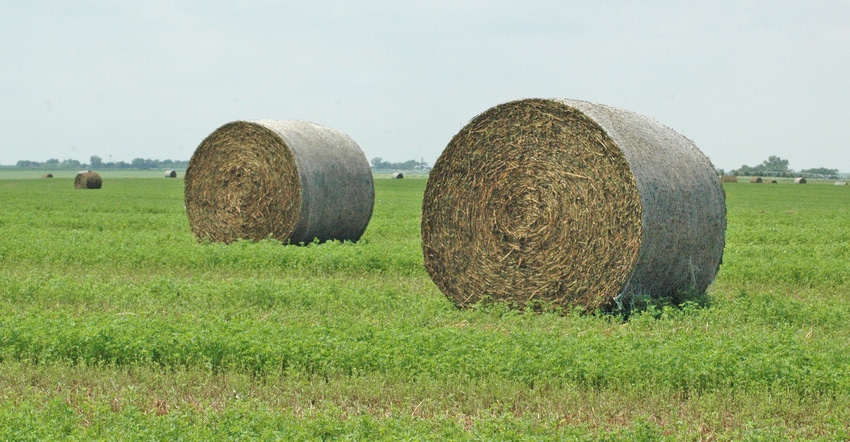 Bales of hay in field