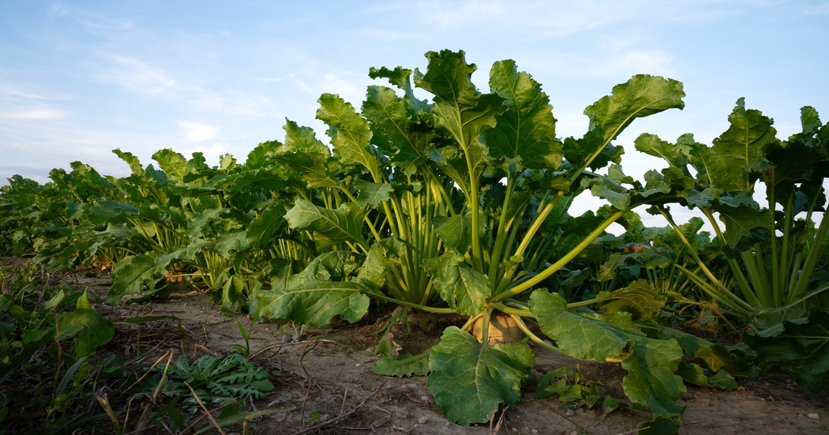 Farm Progress America, October 16, 2025