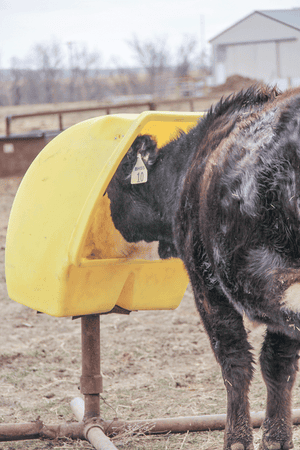 Cow in mineral feeder