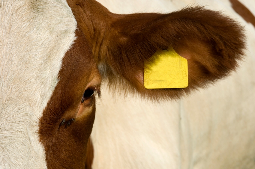 USDA wants your thoughts on RFID ear tags USDA wants your thoughts on RFID ear tags
