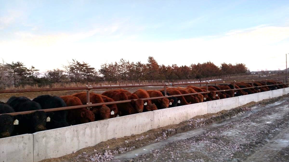 Structured Beef Roughage System Roughage use in finishing cattle diets