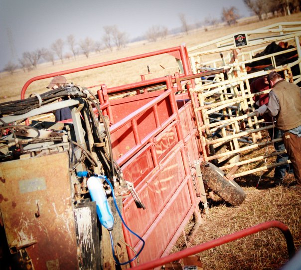 Vaccinate breds this fall to avoid pneumonia in calves next spring Vaccinate breds this fall to avoid pneumonia in calves next spring