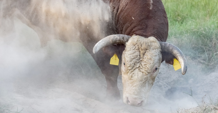 bull kicking up dust to fight flies