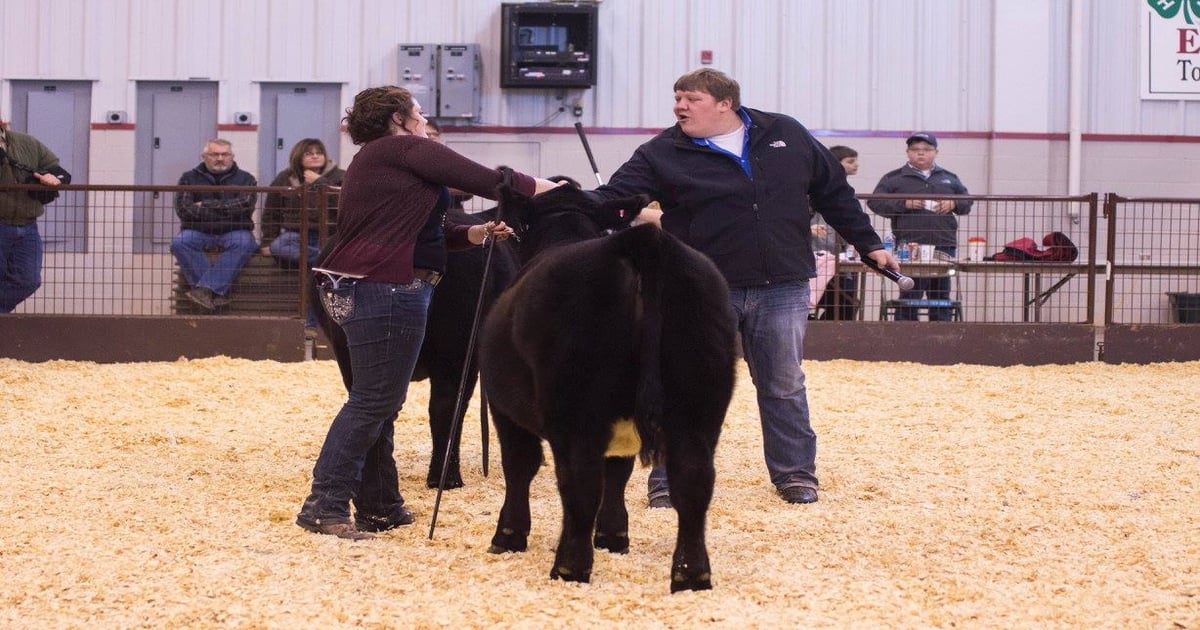 5 packer concerns about show steers & how 4-H families can help