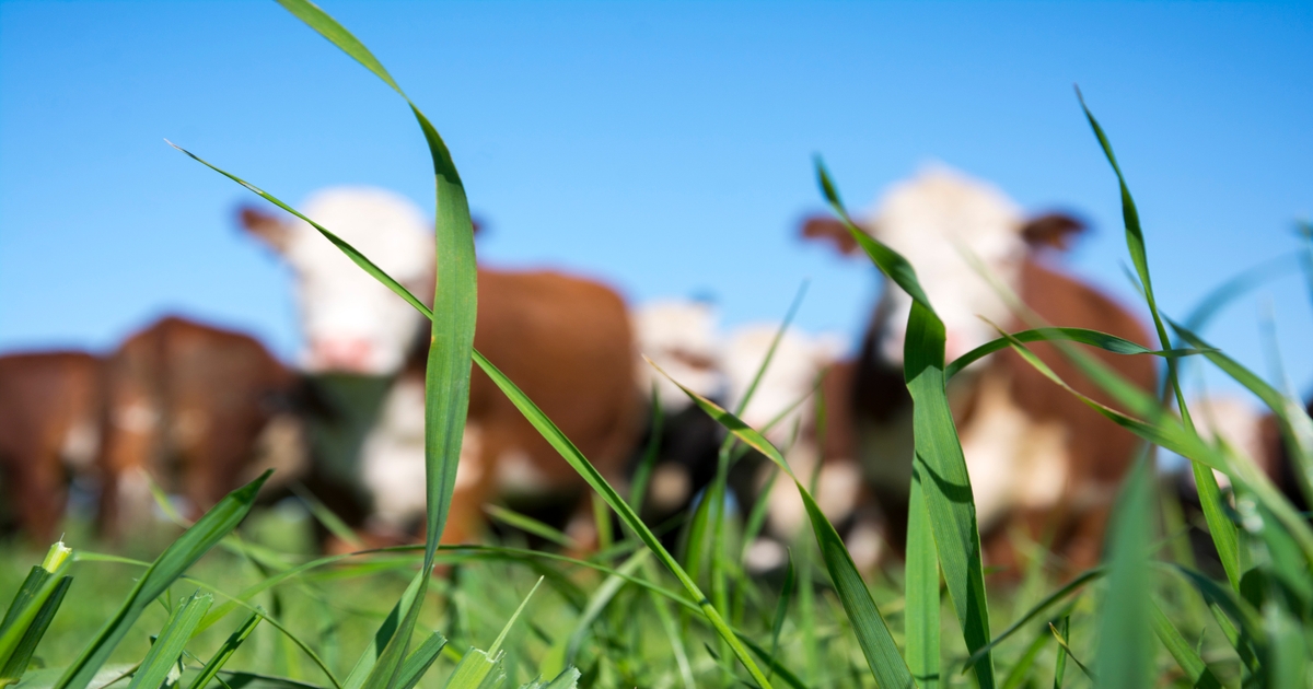 Zoetis, AgNext form strategic cattle research collaboration