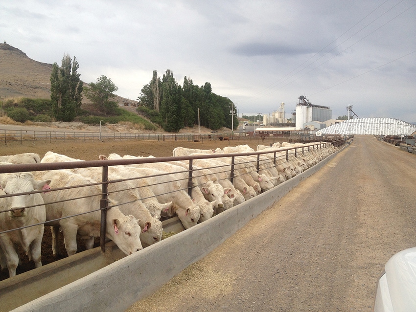 Veterinary-led research, management has perfect feeder calf as end goal Veterinary-led research, management has perfect feeder calf as end goal