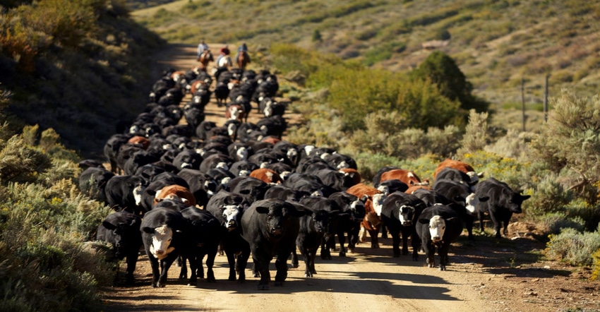 11-16-22 cattle drive GettyImages-186502017.jpg